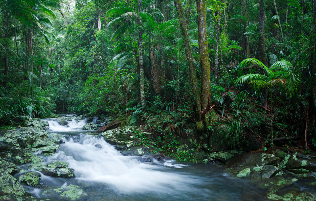 Hinterland Way Scenic Drive (NSW) – The Rainforest Way